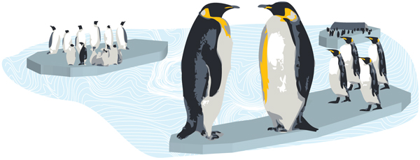 Pingvino Illustration